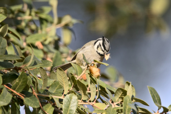 Bridled Titmouse