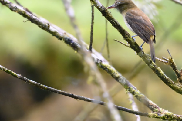 Bright-rumped Attila