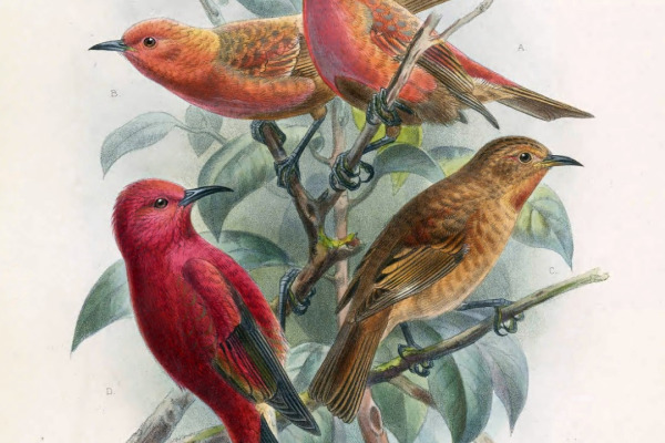 Bristle-thighed Curlew