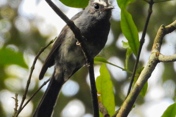 Broad-billed Fantail