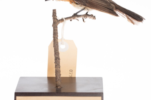 Broad-billed Flycatcher