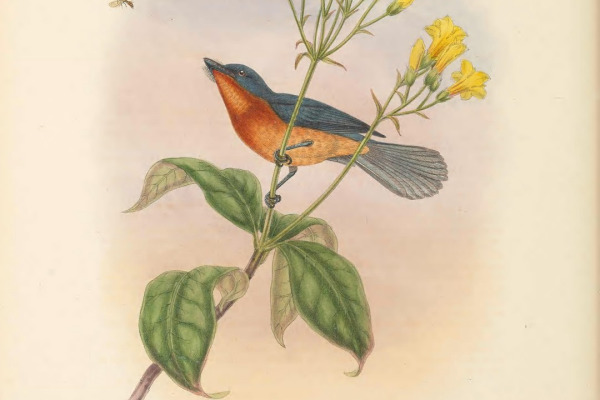 Broad-billed Flycatcher