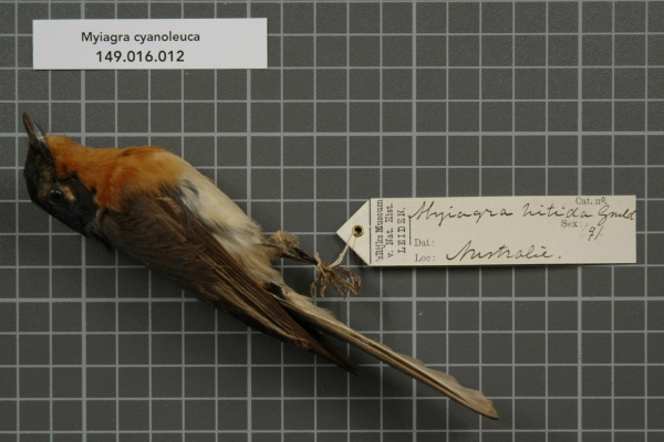 Broad-billed Flycatcher