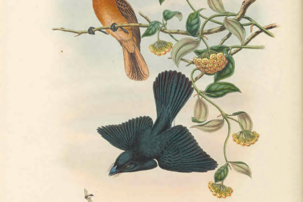 Broad-billed Flycatcher