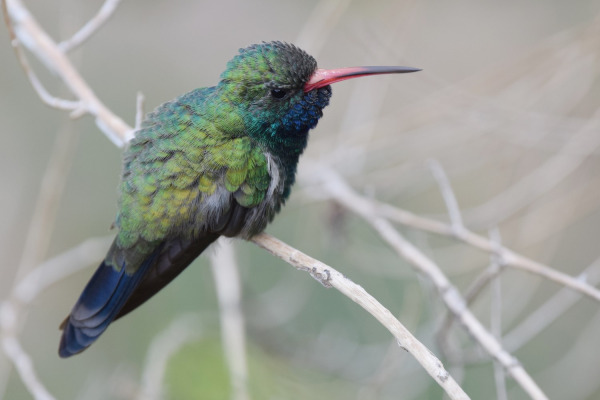 Broad-billed Hummingbird