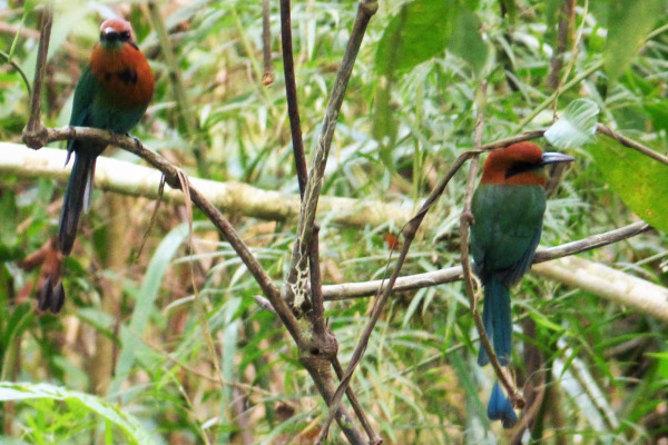 Broad-billed Motmot