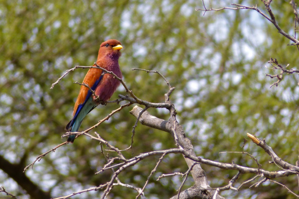 Broad-billed Roller