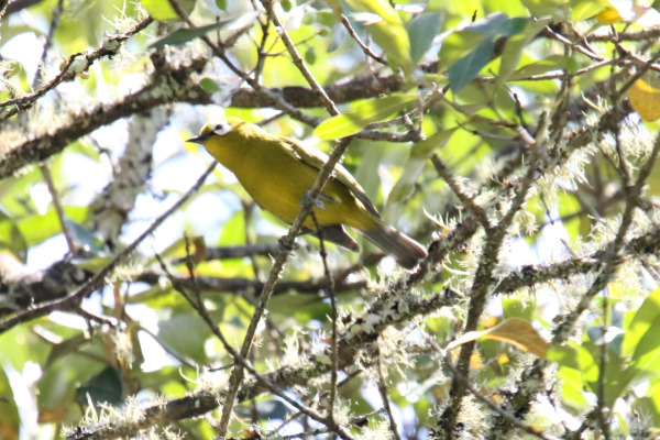 Broad-ringed White-eye