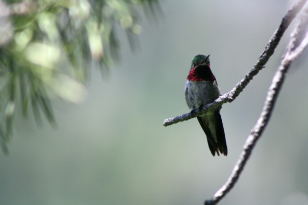Broad-tailed Hummingbird