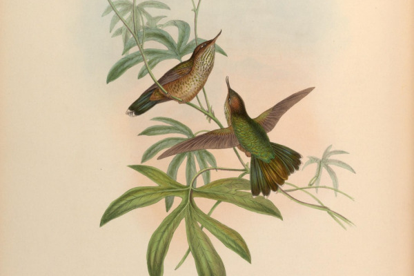 Broad-tailed Paradise-kingfisher