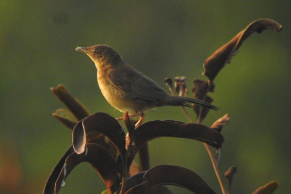Broad-tailed Warbler