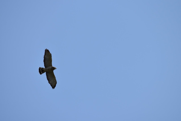 Broad-winged Hawk