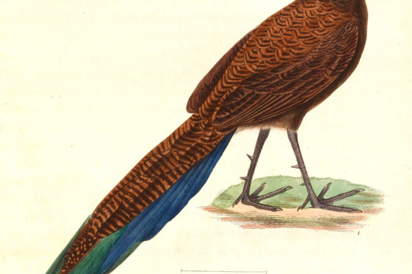 Bronze-tailed Peacock-Pheasant