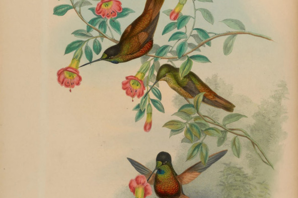 Bronze-tailed Thornbill