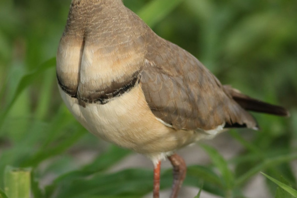 Bronze-winged Courser