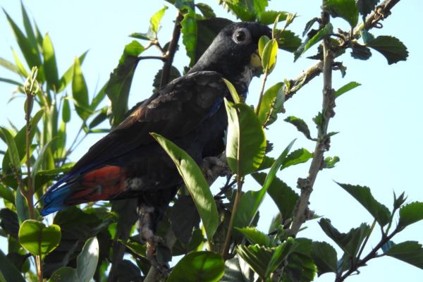 Bronze-winged Parrot