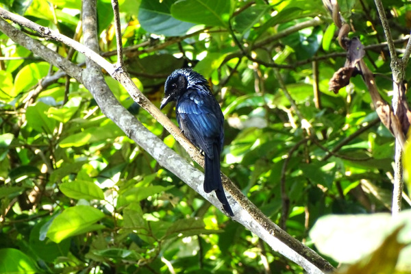 Bronzed Drongo