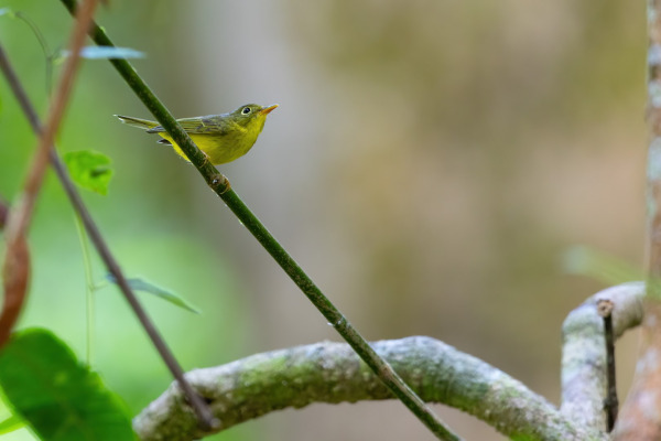 Brooks's Leaf Warbler