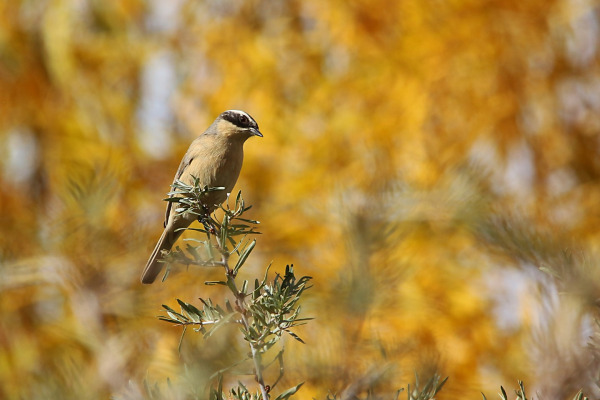Brown Accentor