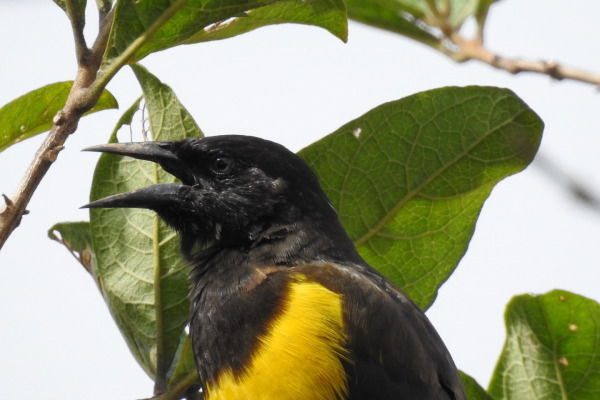 Brown-and-yellow Marshbird