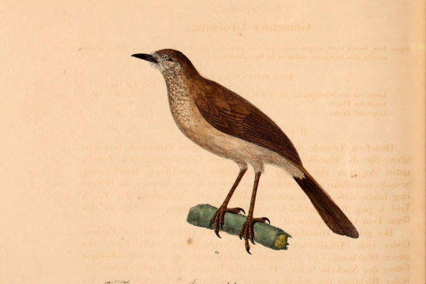 Brown Babbler