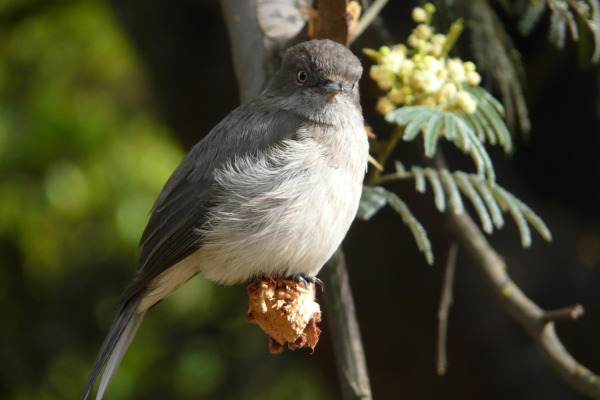 Brown-backed scrub robin