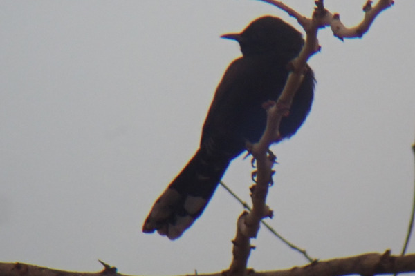 Brown-backed Scrub Robin