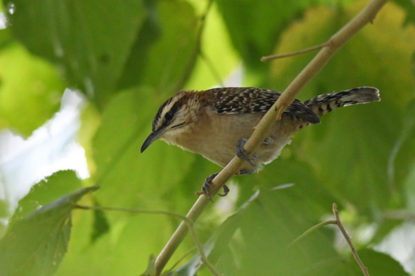 Brown-backed Wren