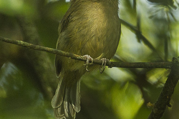 Brown-breasted Bamboo Tyrant