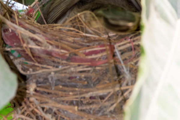 Brown-breasted Bulbul