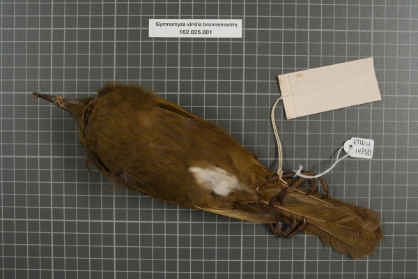 Brown-breasted Honeyeater