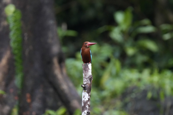 Brown-breasted Kingfisher