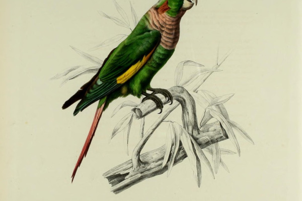 Brown-breasted Parakeet