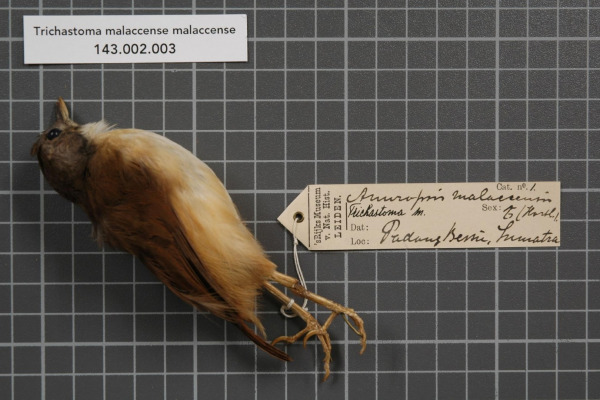 Brown-capped Babbler