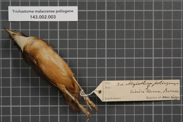 Brown-capped Babbler