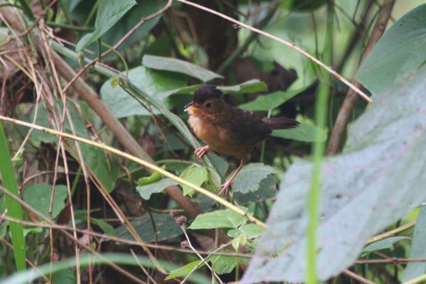 Brown-capped Babbler