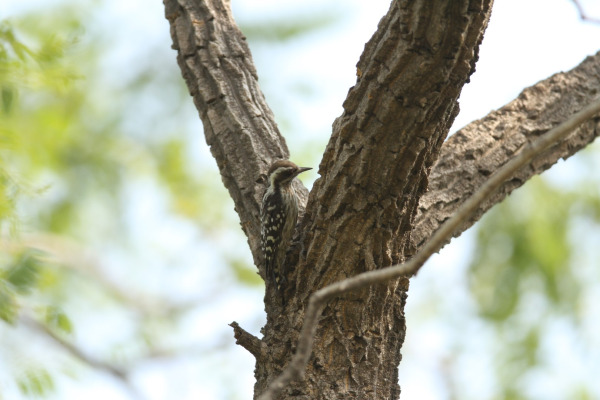 Brown-capped Pygmy Woodpecker