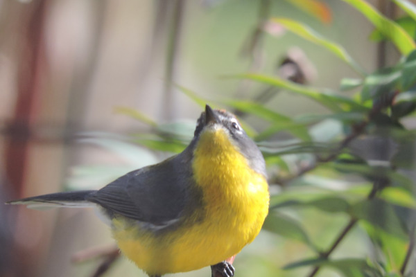 Brown-capped Redstart