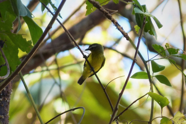 Brown-capped Tyrannulet
