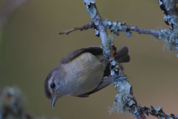 Brown-capped Vireo