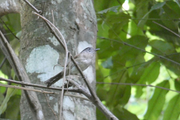 Brown-cheeked Fulvetta