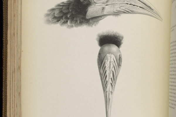 Brown-cheeked Hornbill