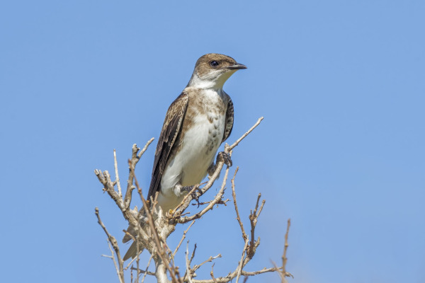 Brown-chested martin