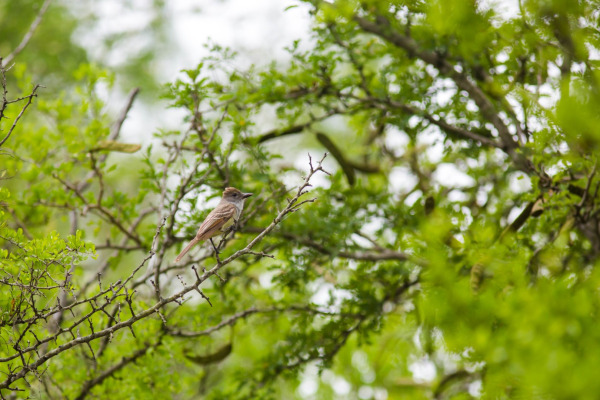 Brown-crested Flycatcher