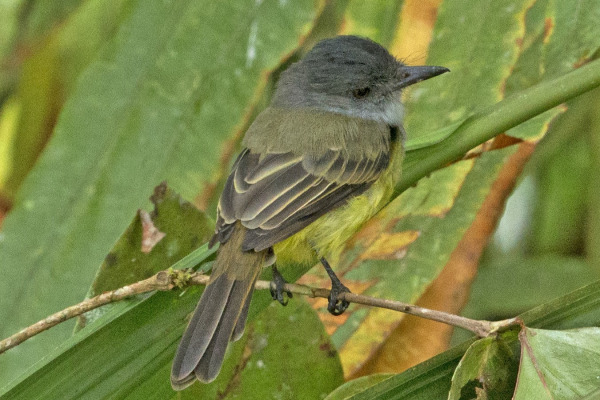 Brown-crested Flycatcher