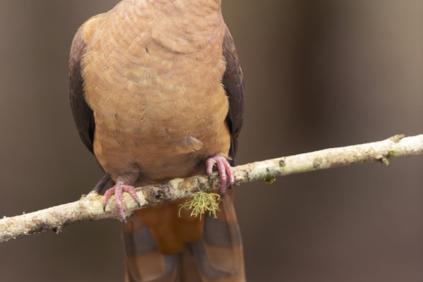 Brown Cuckoo-Dove