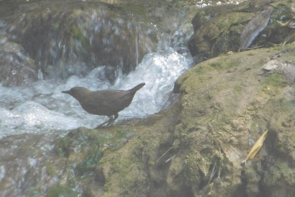 Brown Dipper