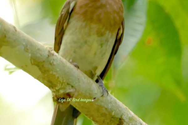 Brown-eared Bulbul