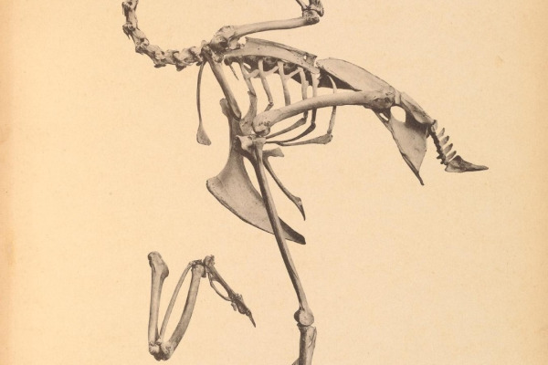 Brown Eared Pheasant