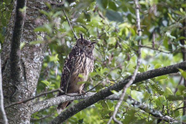 Brown Fish Owl